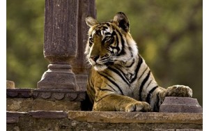 Taj Mahal&Tigre Tour 11 Días