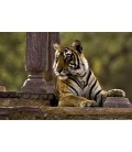 Taj Mahal&Tigre Tour 12 Días-USD 1,650