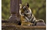 Taj Mahal&Tigre Tour 11 Días